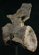 Diplodocus Caudal Vertebra - Dana Quarry #10152-4